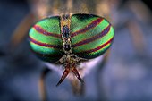 Close up of Horse-fly eyes ; Family Tabanidae