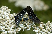 Coupling of Nine Spotted moth Piedmont Italy 