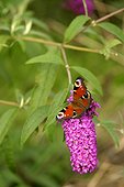 Camberwell beauty on a butterflybush "Pink delight" [AT]