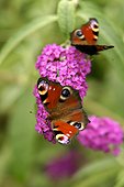 Camberwell beauties on a butterfly tree "Pink delight" 