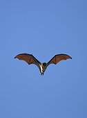 Dogfish of the Comoros in flight Mayotte archipelago of the Comoros [AT]