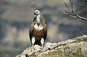 Eurasian Griffon Vulture Aragon Spain