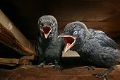 Chicks of Jackdaw of the turns calling the adults [AT] ; In the nest Provence France May [AT]