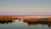 Fresh water marsh in the twilight limitophe of the Black Sea [AT] ; Lake Durankulak Natural reserve Bulgaria [AT]