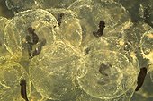 Macrophotographie d'oeufs de grenouille rousse France