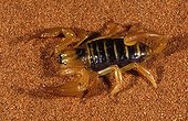 Burrowing scorpion Namib desert Namibia