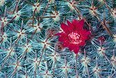 Macrophotographie d'une fleur de Cactus