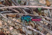 Chryside commune posée sur des brindilles