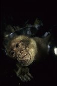Macaque de barbarie buvant dans une souche remplie d'eau 