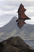 Flying Fox flighing Mayotte
