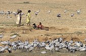 Demoiselle Cranes wintering in Kitchan India