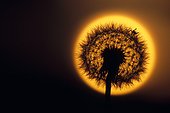 Pissenlit photographié sur le disque du soleil couchant  ; Une minuscule sauterelle se baladait à sa surface. Vallée du Doubs. France. Pissenlit en graines