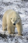 Male polar bear going State of Manitoba Canada 