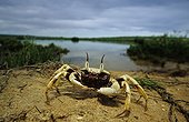 Crabe fantôme sur une plage de sable Australie