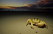 Crabe fantôme sur une plage de sable Australie