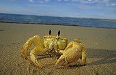 Crabe fantôme sur une plage de sable Australie