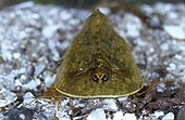 Lepidurus apus vue de face à Saron France ; @Apus (Lepidurus apus)Branchiopode (même famille que les artémias). 