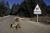 Macaque de Barbarie se réchauffant sur la route Maroc