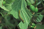 Caterpillar of Nettle tree Butterfly on a hackberry Greece