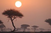 Acacia tortilis in savanna United Arab Emirates 