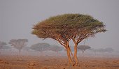 Acacia tortilis in savanna United Arab Emirates 