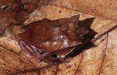 Crapaud à cornes sur des feuilles mortes Asie du sud-est