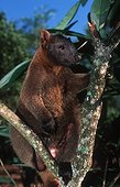 Bennet's tree Kangaroo in Australia ; Dendrolagus bennettianus 