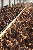 Poules confinées dans un élevage industriel Prévention H5N1 ; Poules pondeuses confinées dans un élevage industriel, enfermées sur l'aire de promenade qui sert normalement de sas avant la sortie. Mesures préventives contre le risque de contamination de la grippe aviaire. 