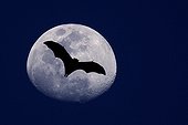 Renard volant des Seychelles en contre-jour devant la lune ; Photo-montage