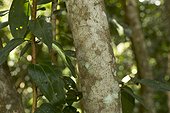 Cinnamon-tree Seychelles 