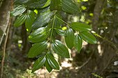 Leaves of Cinnamon-tree Seychelles 