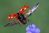 Seven-spot ladybird taking flight close-up France
