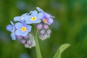 Gros plan d'une Myosotis des bois France