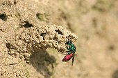 Chryside enflammée à l'entrée d'un nid d'Odynère France