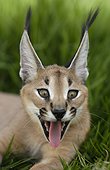 Caracal United Arab Emirats  