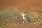 Jeune Chat des sables Emirats Arabes Unis