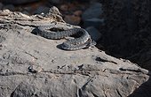 Pseudocerastes persicus on a rock United Arabs Emirats