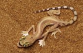 Arabian Sand Gecko United Arab Emirates 
