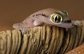 Arabian Sand Gecko United Arab Emirates 