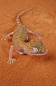 Dune Sand Gecko United Arab Emirates 