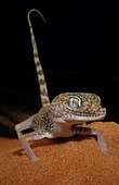 Dune Sand Gecko United Arab Emirates 