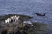 Female Orca hunting King Penguins Crozet Island FAAT