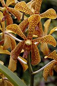Orchidée tropicale Vanda en fleur