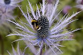 Insecte butinant un Chardon bleu des Alpes