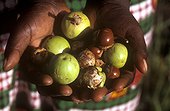 Collected fruit of Shea tree in hands Central Africa