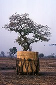Shea tree protected for harvest Burkina-Faso