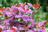 Foliage of Cotinus coggygria "Royal purple" in Bourgogne
