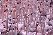Group of great flamingo in the Camargue in March  France
