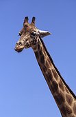 Portrait d'une Girafe en captivité au mois de mars 