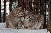 Scène de tendresse entre un jeune Lynx boréal et sa mère 